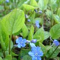 Omphalodes verna